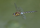 Aeshna mixta